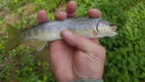 Brown Trout