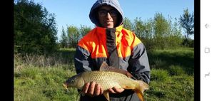 Common Carp