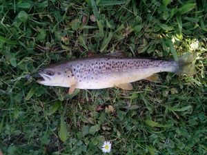 Brown Trout