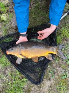 Leather Carp