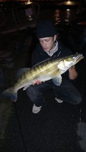Zander
