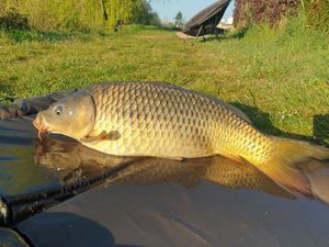 Common Carp