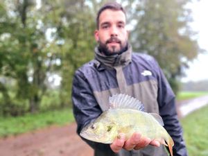 European Perch