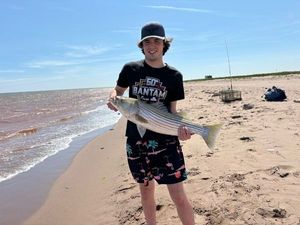 Striped Bass (Landlocked)