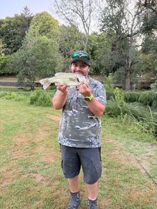 Largemouth Bass