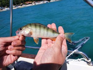 European Perch