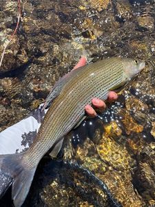 Grayling
