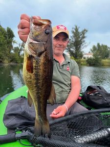 Largemouth Bass