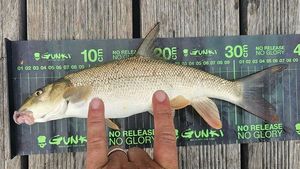 Barbel