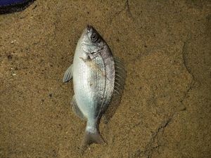 Black Seabream