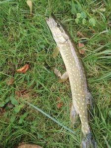 Northern Pike