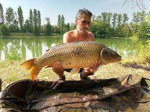 Common Carp