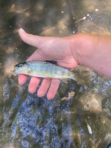 Brown Trout