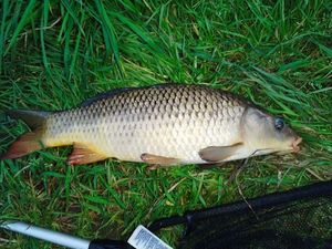 Common Carp