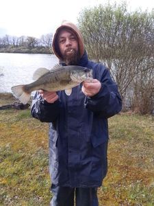 Largemouth Bass