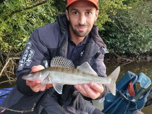 Zander