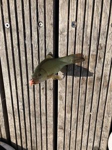 Tench