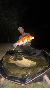 Koï Fish