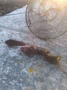 Black Goby