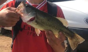 Achigan à Petite Bouche (Black-Bass)