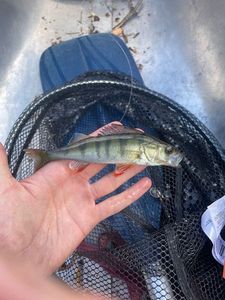Yellow Perch