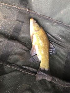 Tench