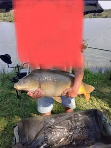 Mirror Carp