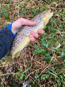 Brown Trout
