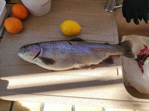Rainbow Trout