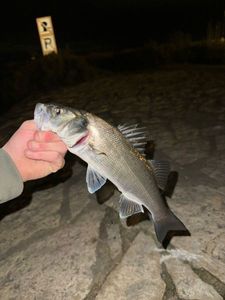 European Bass (Seabass)