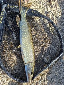 Northern Pike