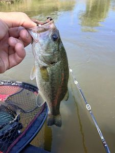 Largemouth Bass