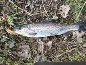 Rainbow Trout