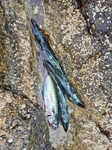 Mackerel