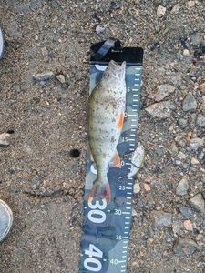 European Perch