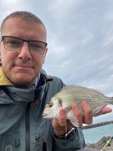 Gilthead Seabream