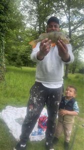 European Perch