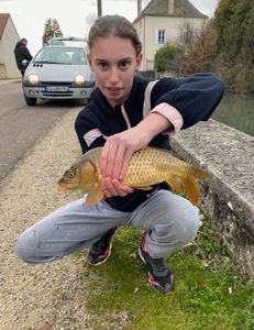 Common Carp