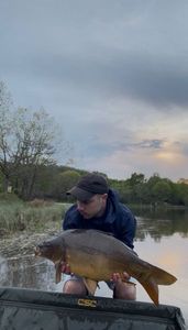 Mirror Carp