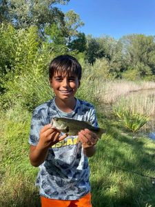 Largemouth Bass