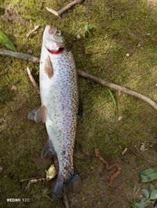 Rainbow Trout
