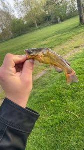 Black Bullhead