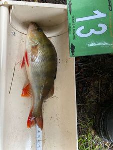 European Perch
