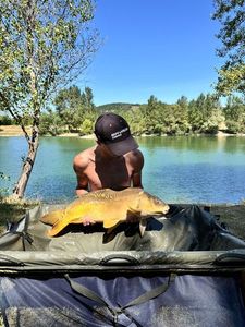 Mirror Carp