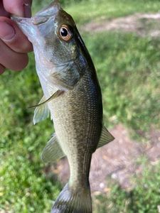 Largemouth Bass
