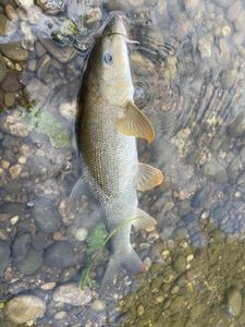 Barbel