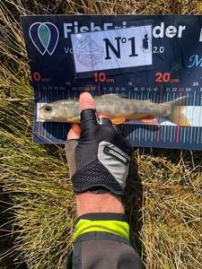 Arctic Char