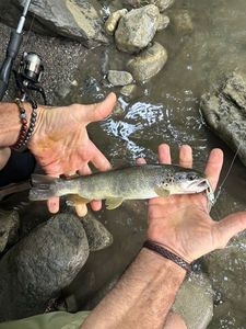 Brown Trout