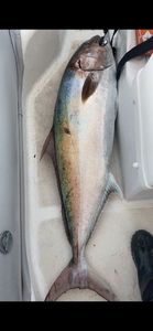 Greater Amberjack