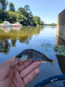 European Perch